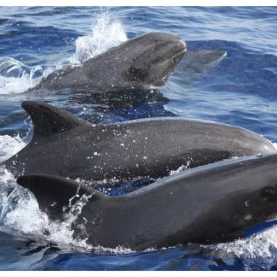 Melon-headed whales are present in Society, Marquesas, and Austral archipelagos.