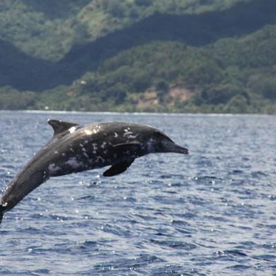 Les dauphins à bec étroit se trouvent toute l'année dans les eaux des îles Tuamotu et de la Société.