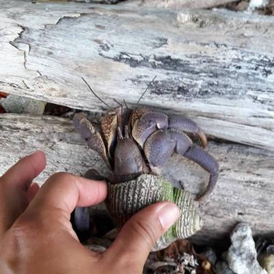 The Indonesian hermit crab is one of the largest that one can encounter on Tetiaroa. It is widespread in the Indo-Pacific. 