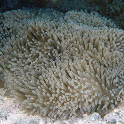 The sea anemone is the exclusive home of clownfish