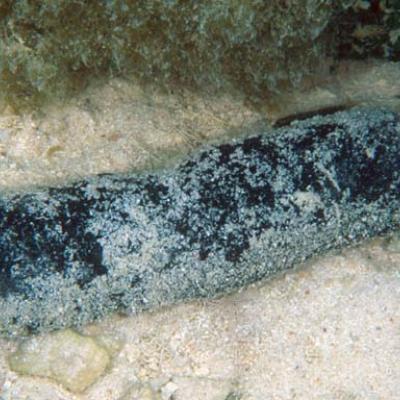 L'holothurie est présente dans les lagons aux fonds sableux.