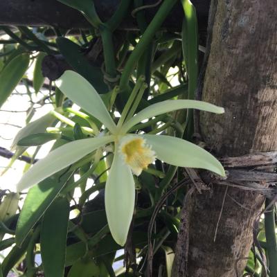 The vanilla plant has to be pollinated by the Melipona bee, which is not present in Polynesia, so the pollination must be done manually