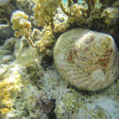 Ce mollusque se nourrit de très petites algues qu'il récolte en broutant les coraux et les rochers.
