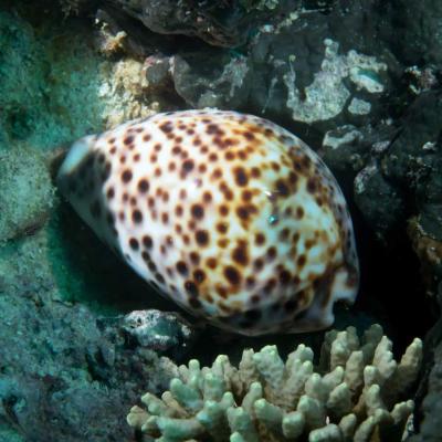 En Polynésie, on le trouve plutôt dans des zones plus profondes car il est surexploité. C'est actuellement une espèce en voie de disparition dans de nombreuses régions du monde.