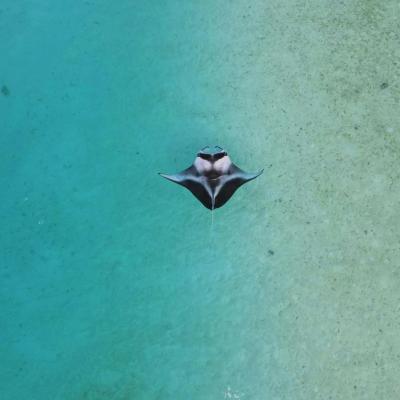 Manta rays live in temperate, subtropical and tropical waters.