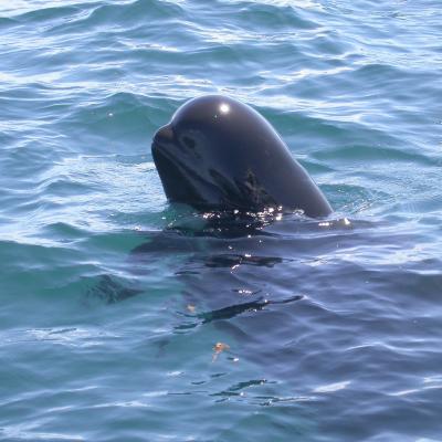 Short-finned pilot whales have a bulbous melon head with no discernable beak