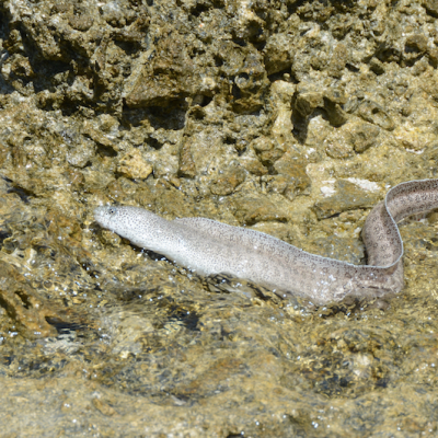 The Peppered Moray Eel inhabits the shallow intertidal areas of the reef flat 