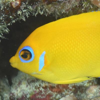 Ce poisson ange a un corps oval, comprimé latéralement, de couleur jaune vif avec une bordure bleue autour de l’œil.