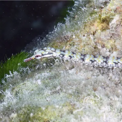 Photo: John Hoover Cousin of the sea horse, pipefish live in shallow lagoons.
