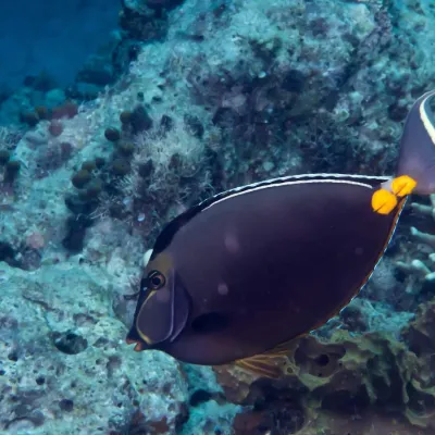 Photo: Rickard Zerpe This fish is brown-grey with and angular head and orange, scalpel-like forehead and lips.