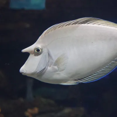 Photo: Brian Gratwicke Adults have a truncated tail  with two filaments at the ends.