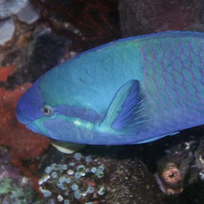 The 'common' parrotfish is anything but...