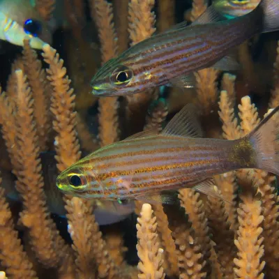 Photo: Klaus Stiefel It lives in clear and calm water in sheltered reefs and lagoons.