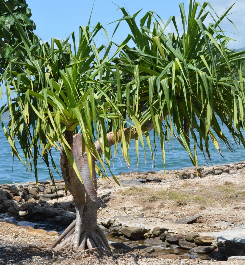 Pandanus tectorius растение