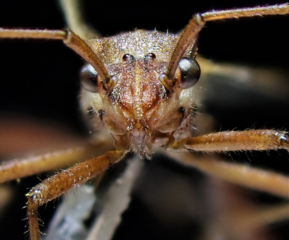 Melanacanthus margineguttatus