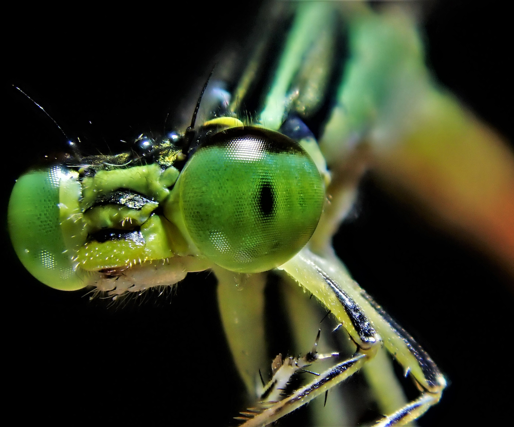 dragonfly:  Ischnura aurora