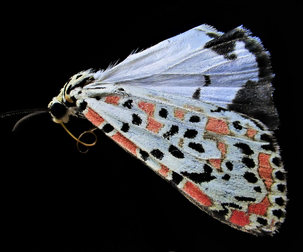 heliotrope moth