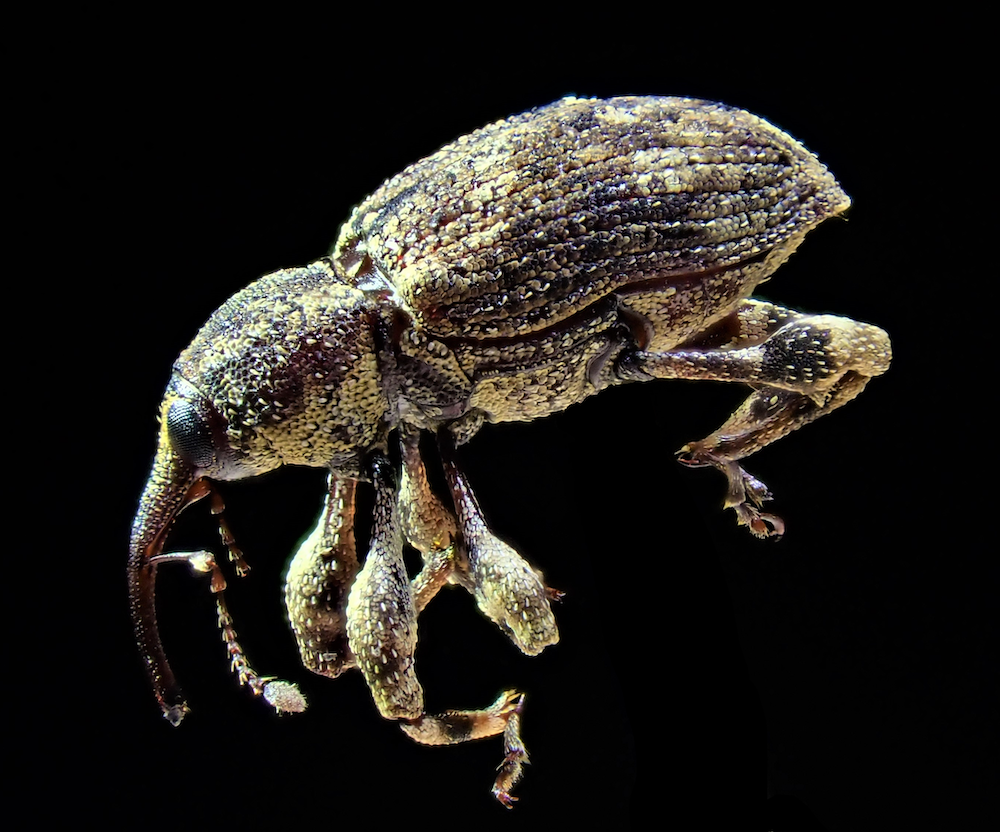 weevil:  Acicnemis variegatus