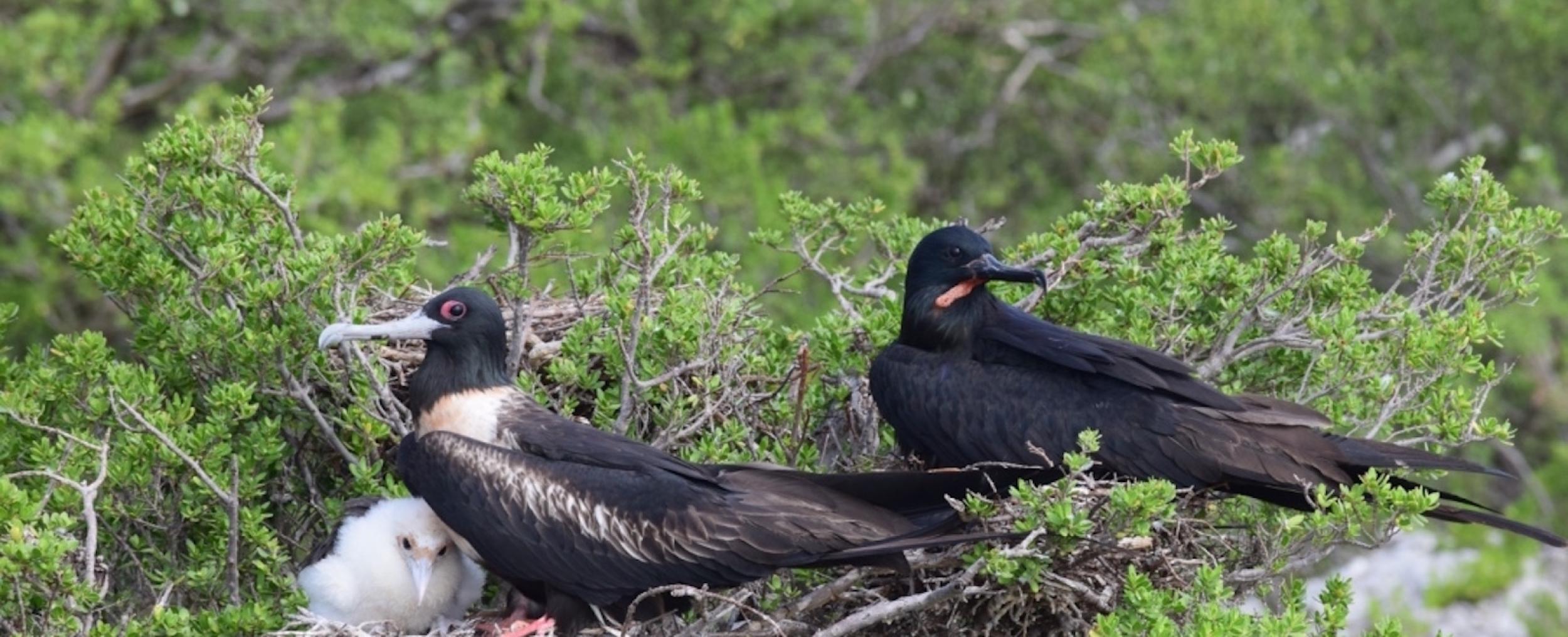 A family of frigatebirds