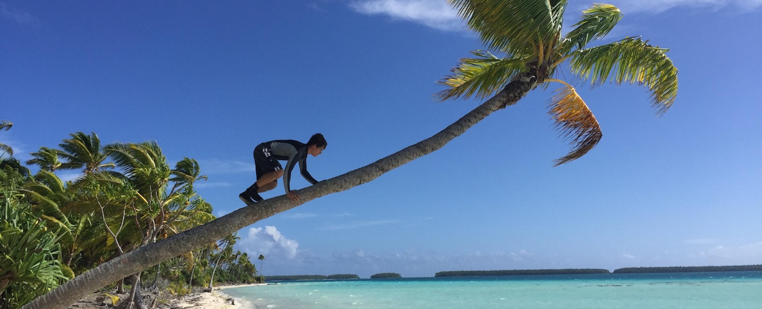 climbing a coconut tree