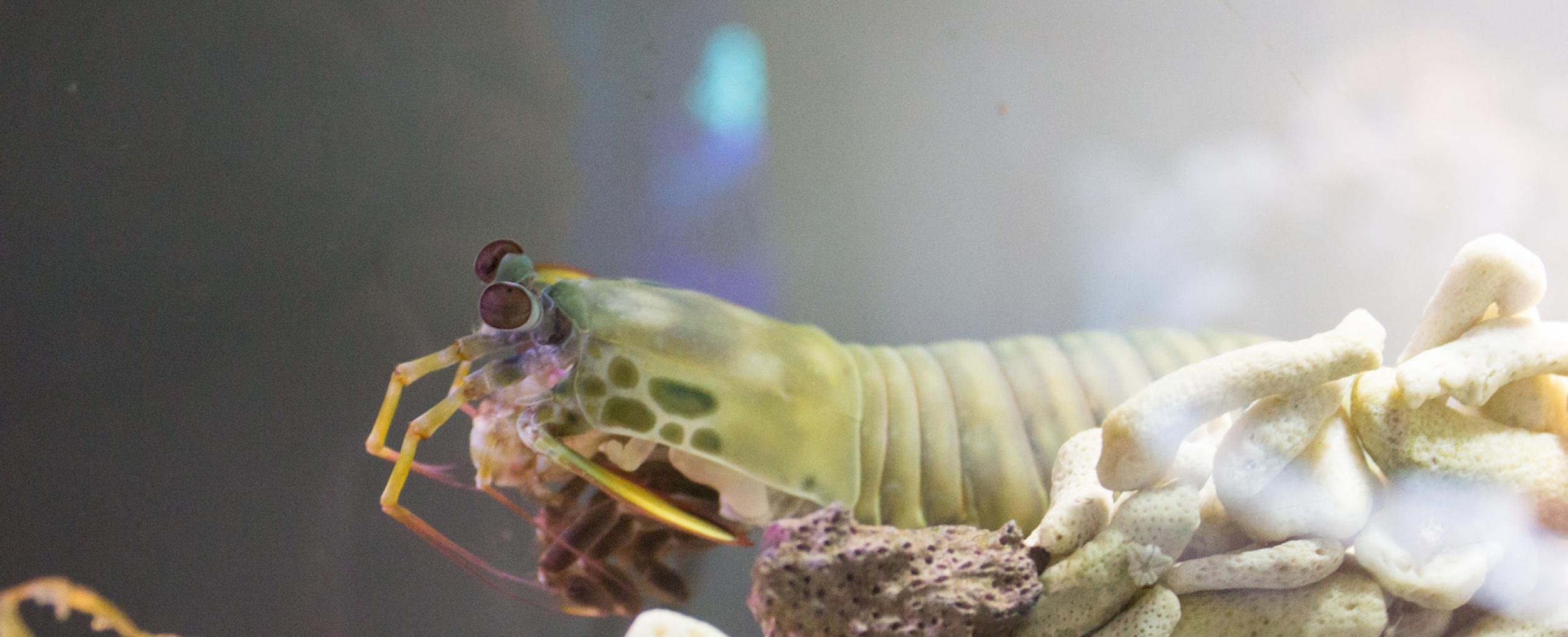 Mantis shrimp can live in aquariums