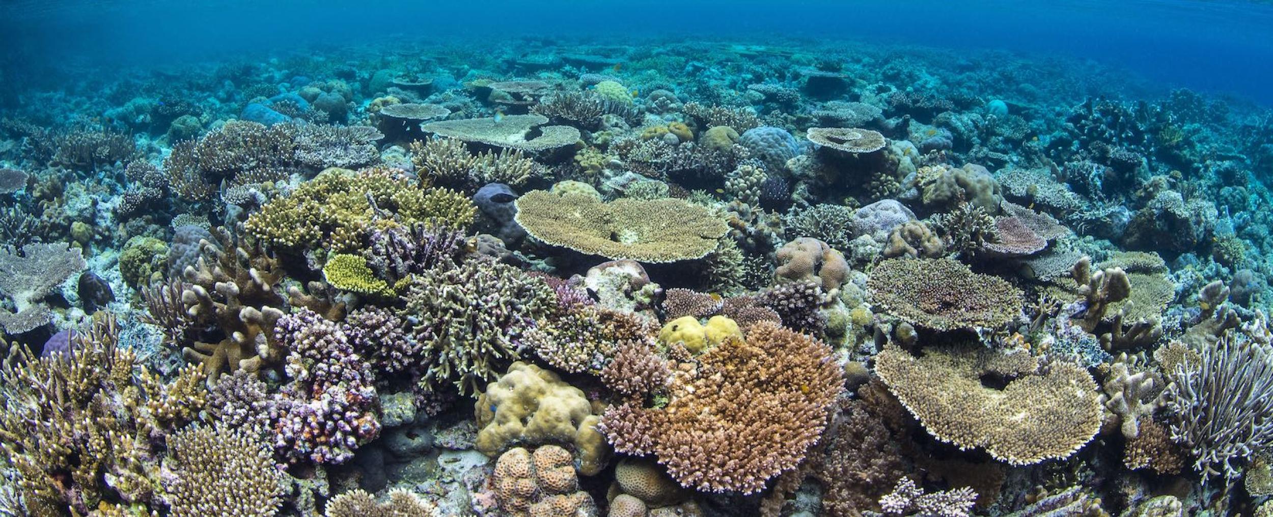 coral reef - photo credit Alex Mustard