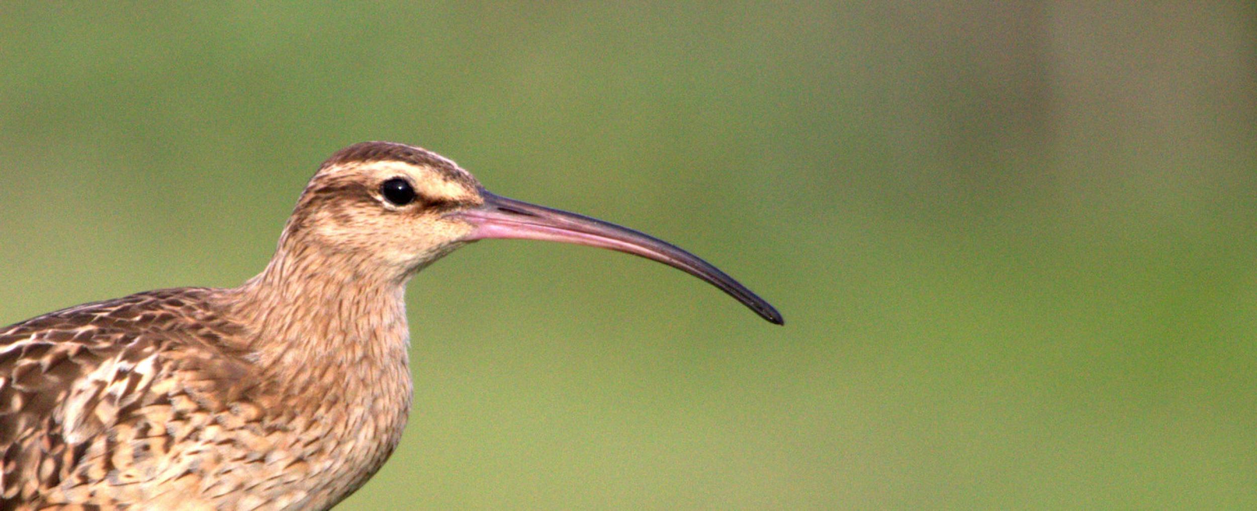 bristle-thighed curlew