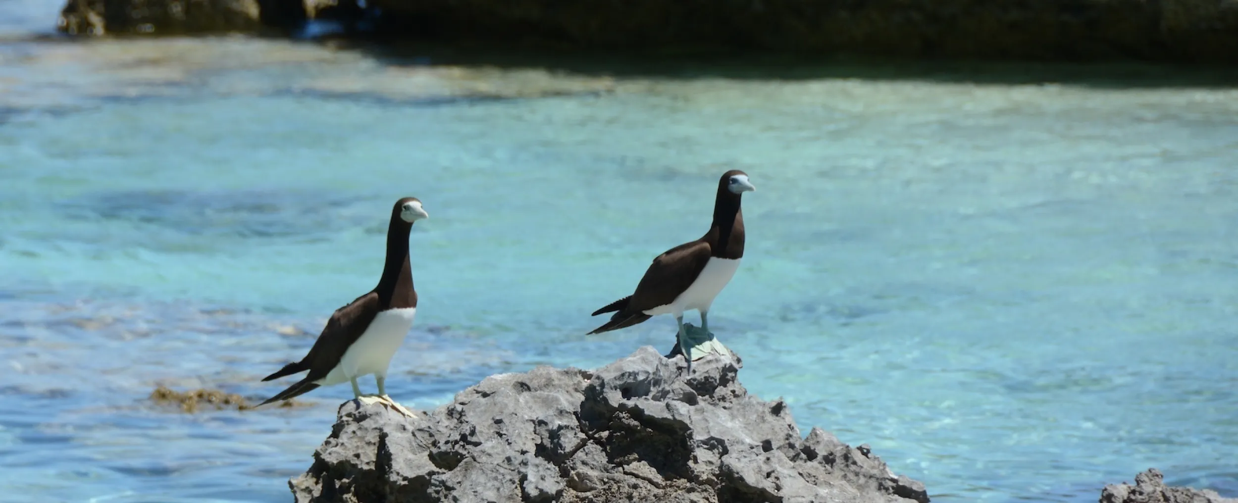 brown boobies