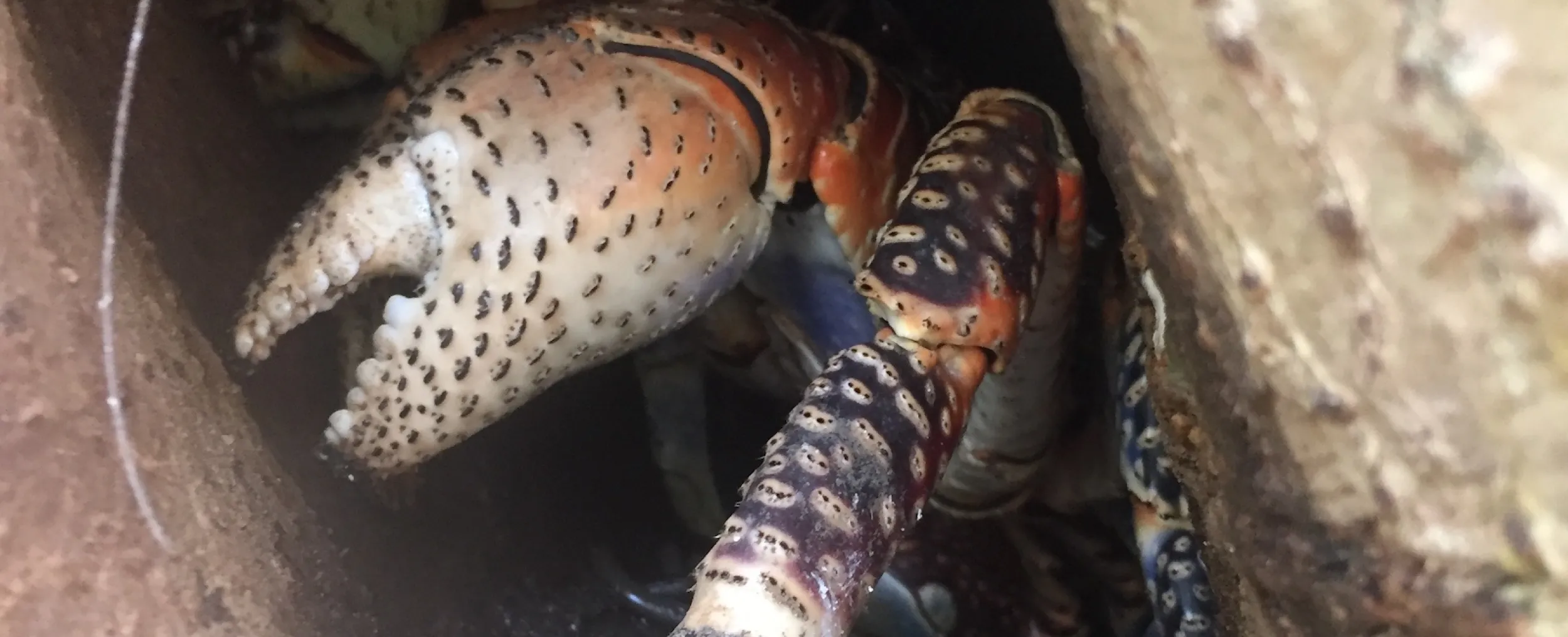 coconut crab claw