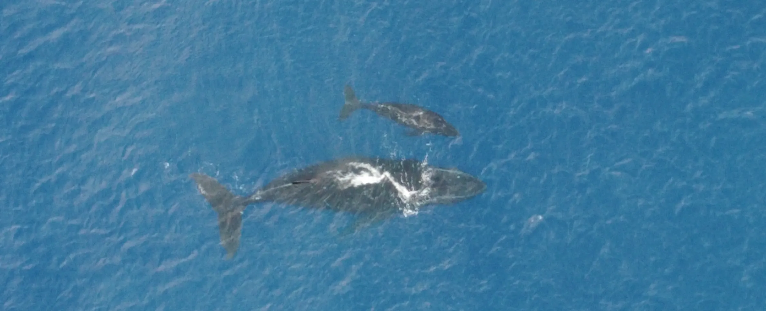 humpback mother and baby