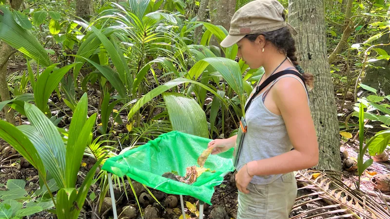 Solene collectingleaf litterfall