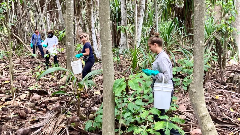 Baiting Yellow crazy ants on tetiaroa