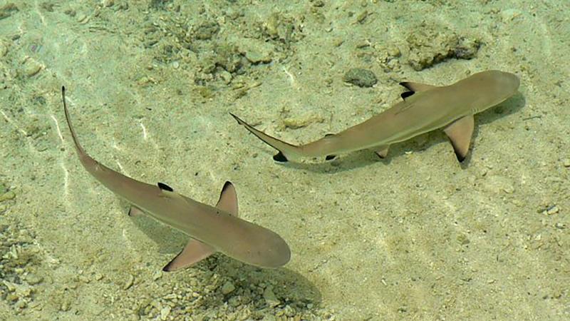 2 blacktip sharks in the lagoon