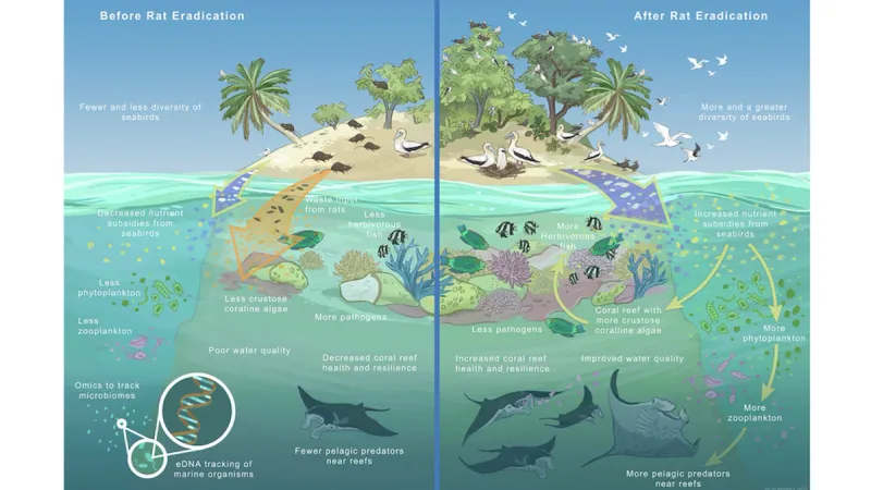 effects of rat eradication on atolls