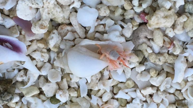 tiny hermit crab