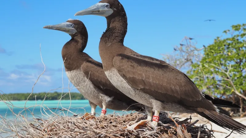 2 banded boobies