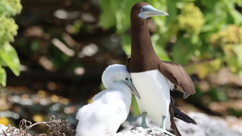 brown boobie and chick