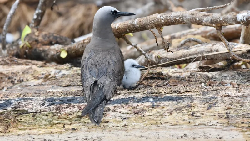 Brown noddy and chick