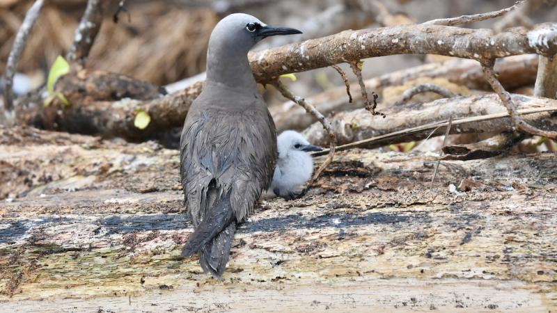 Brown noddy and chick