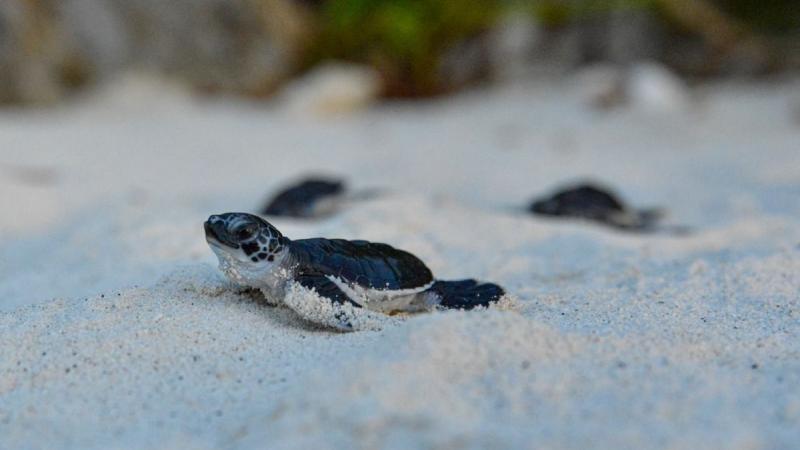 tiny green turtles on the way to the sea