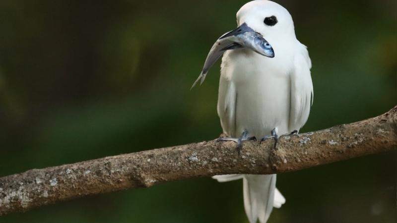 white tern with fish