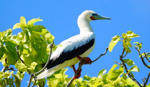 red-footed booby