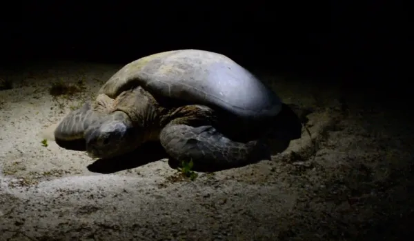 Pitreries de tortue dans le lagon de Tetiaroa