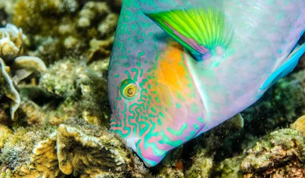 parrotfish grazing on algae