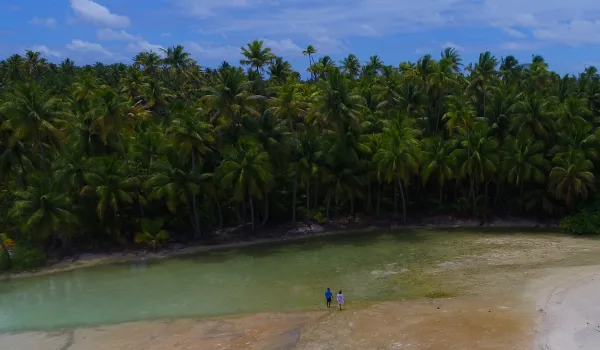 coconut palms on the motu