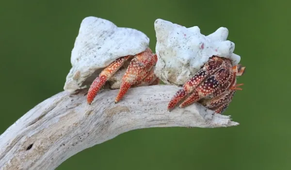 hermits on a branch