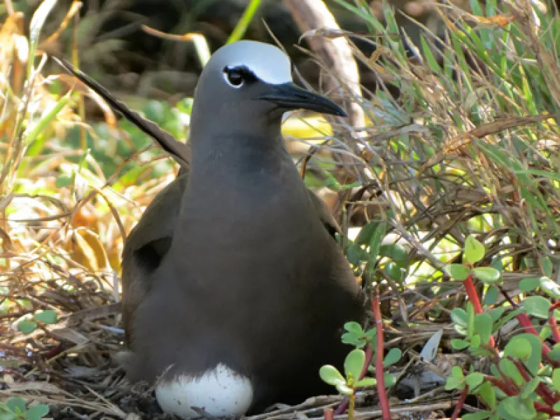 oiseau avec son oeuf