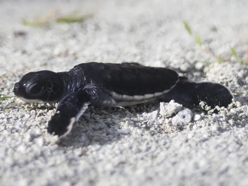 bébé tortue