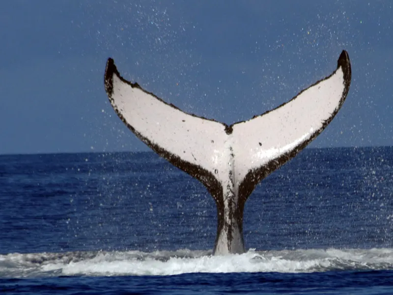 whale tail