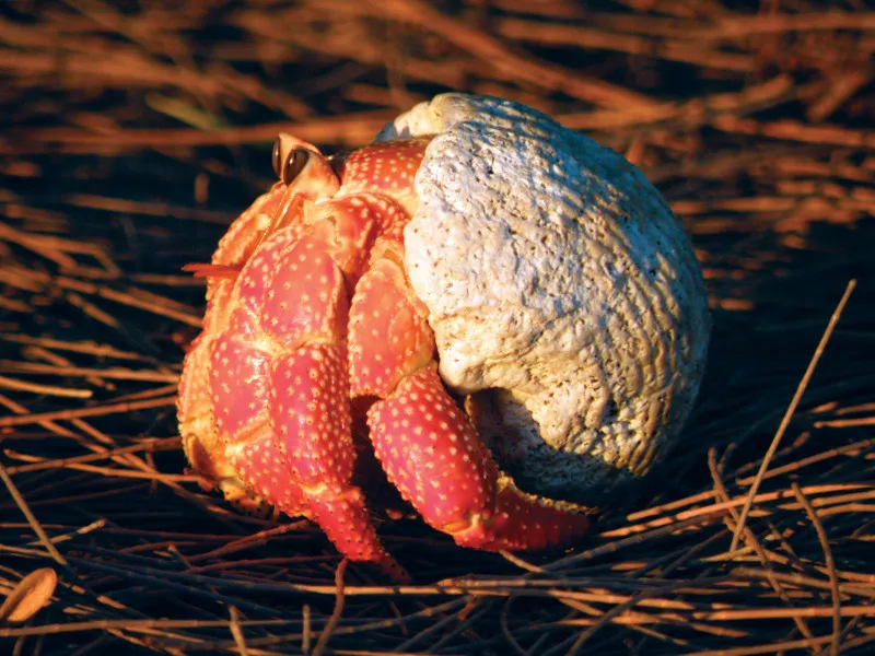 Bernard l’ermite fraise